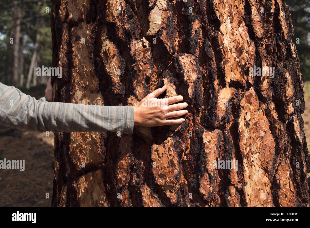 Cropped image of hand touching tree bark Stock Photo