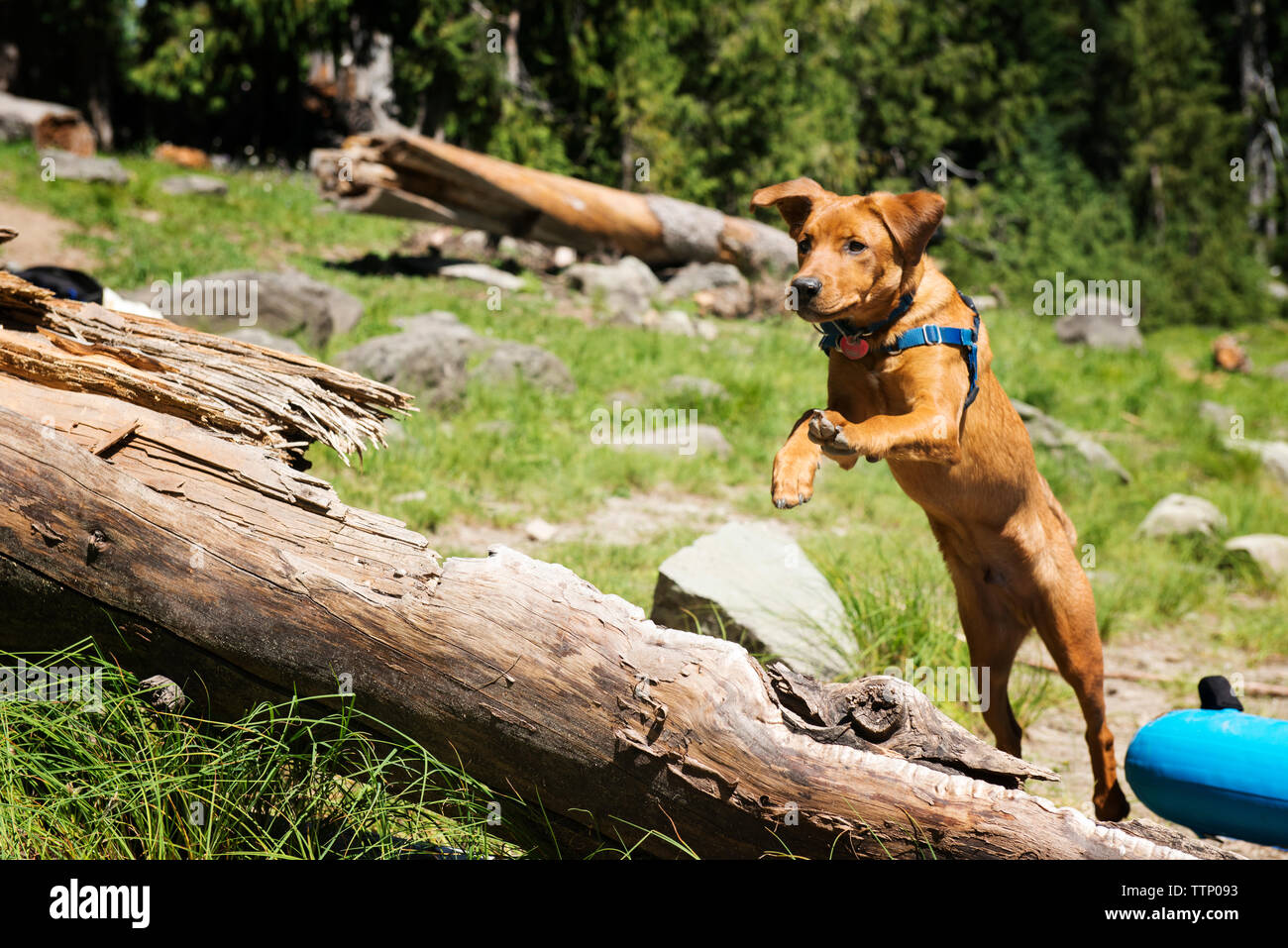 Dog Jumping Log High Resolution Stock Photography and Images Alamy