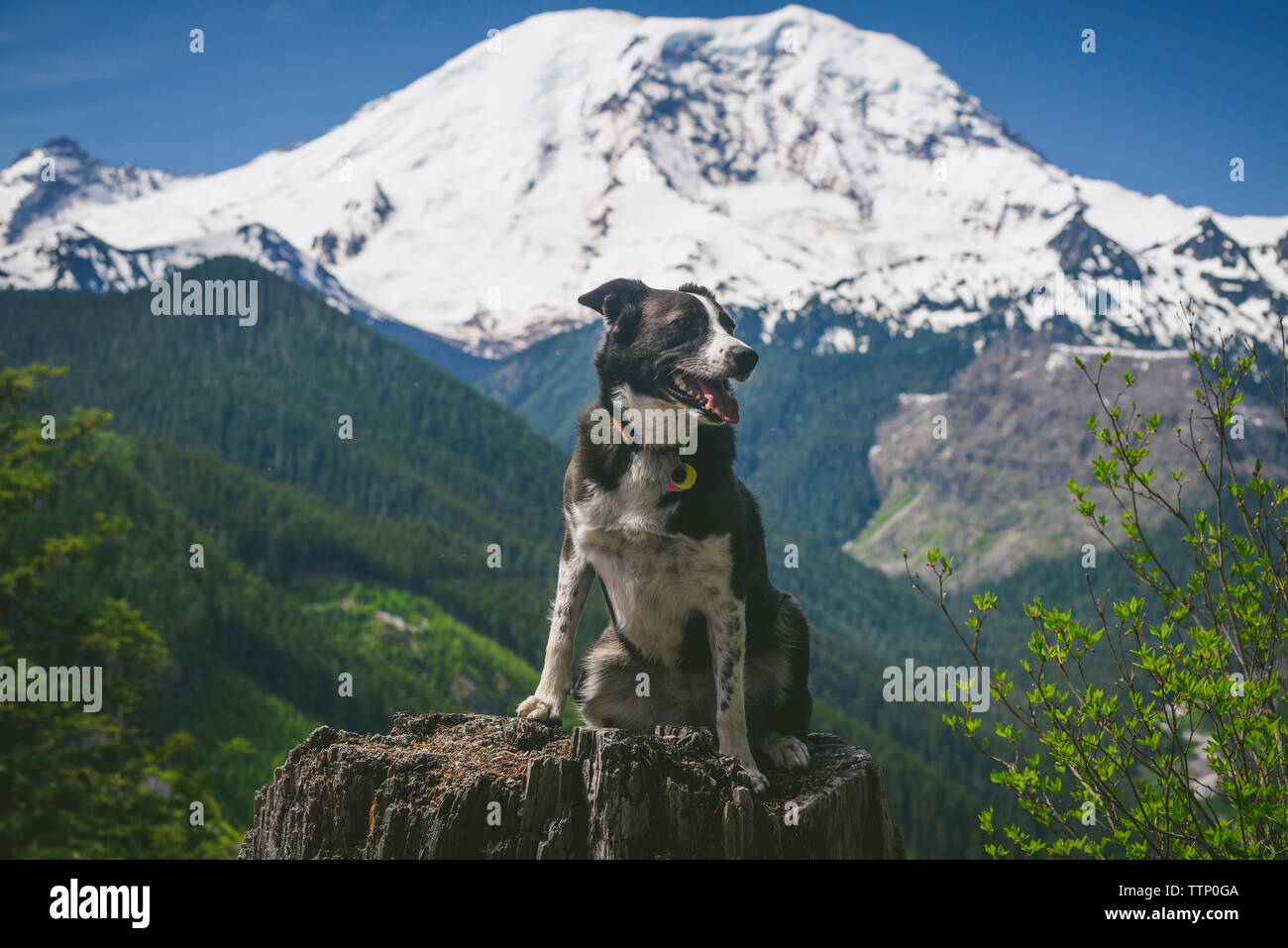 Dog looking away while sitting on tree stump against snowcapped mountains Stock Photo