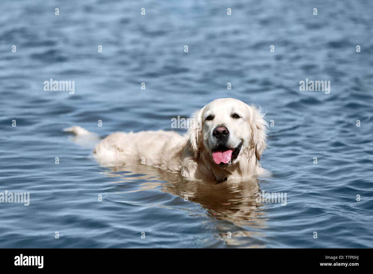 Cute dog in water Stock Photo