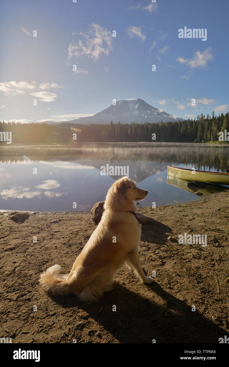 Dog sitting at takhlakh lakeshore against sky Stock Photo