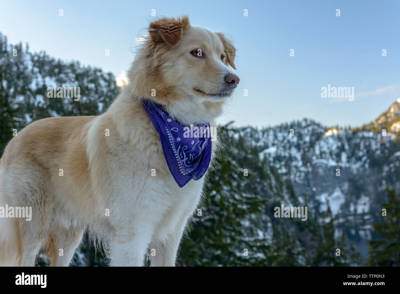Low angle view of Golden Retriever looking away while standing against mountain in forest Stock Photo