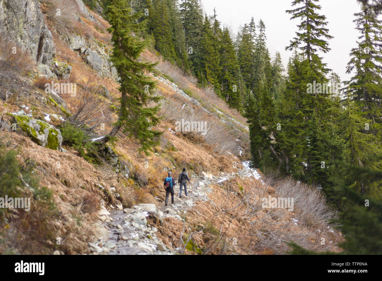 Rear view of hikers hiking on mountain in forest during winter Stock Photo