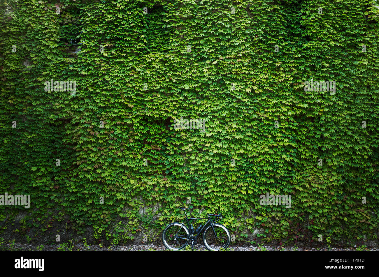 Bicycle parked against ivy covered building Stock Photo