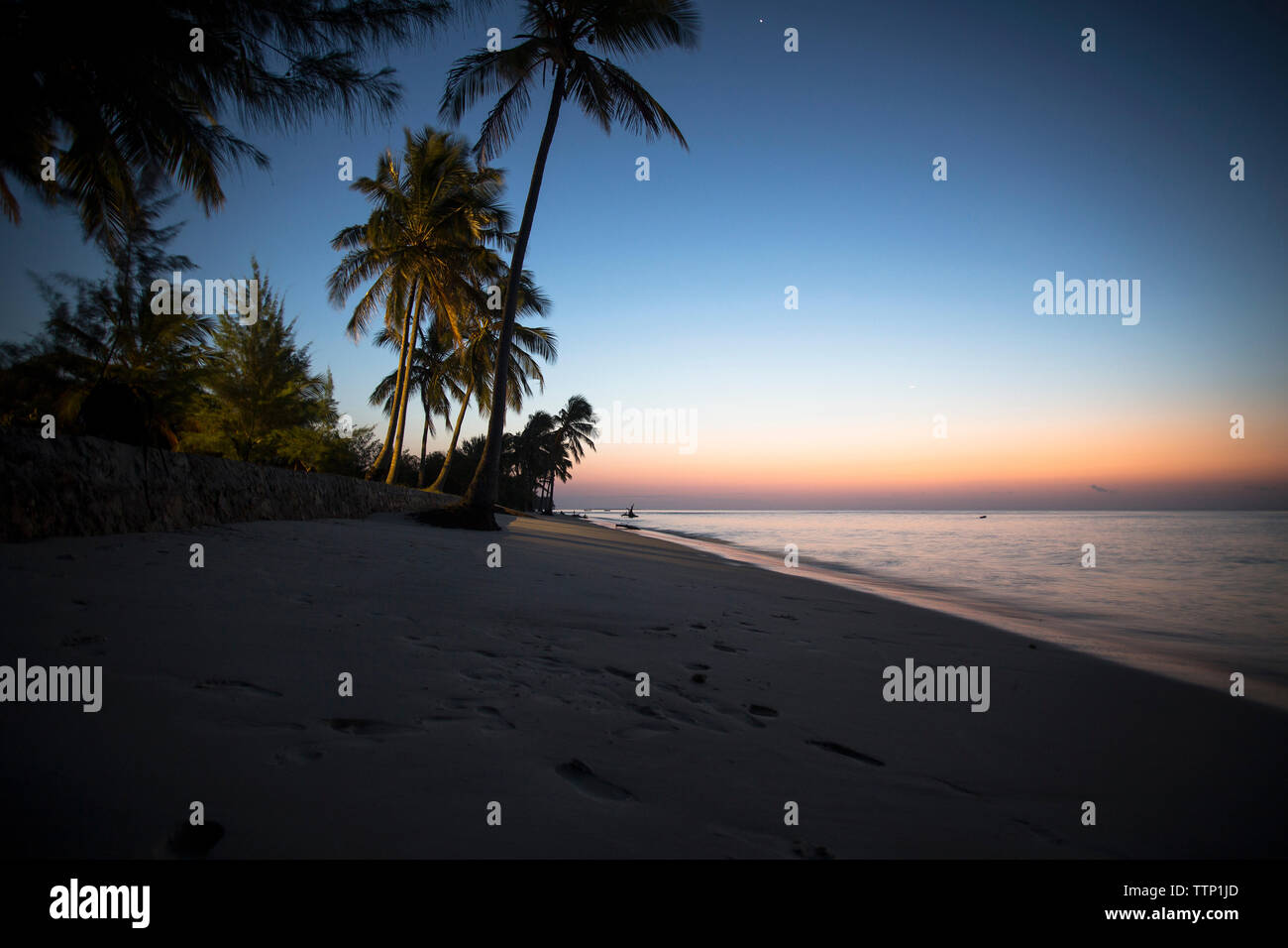 Palm trees growing sea shore beach hi-res stock photography and images ...