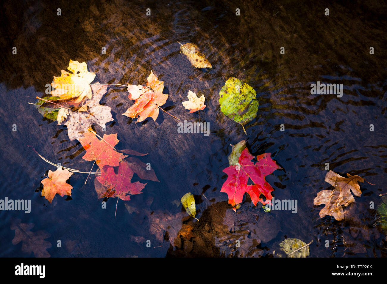 Wet leaves in forest hi-res stock photography and images - Alamy
