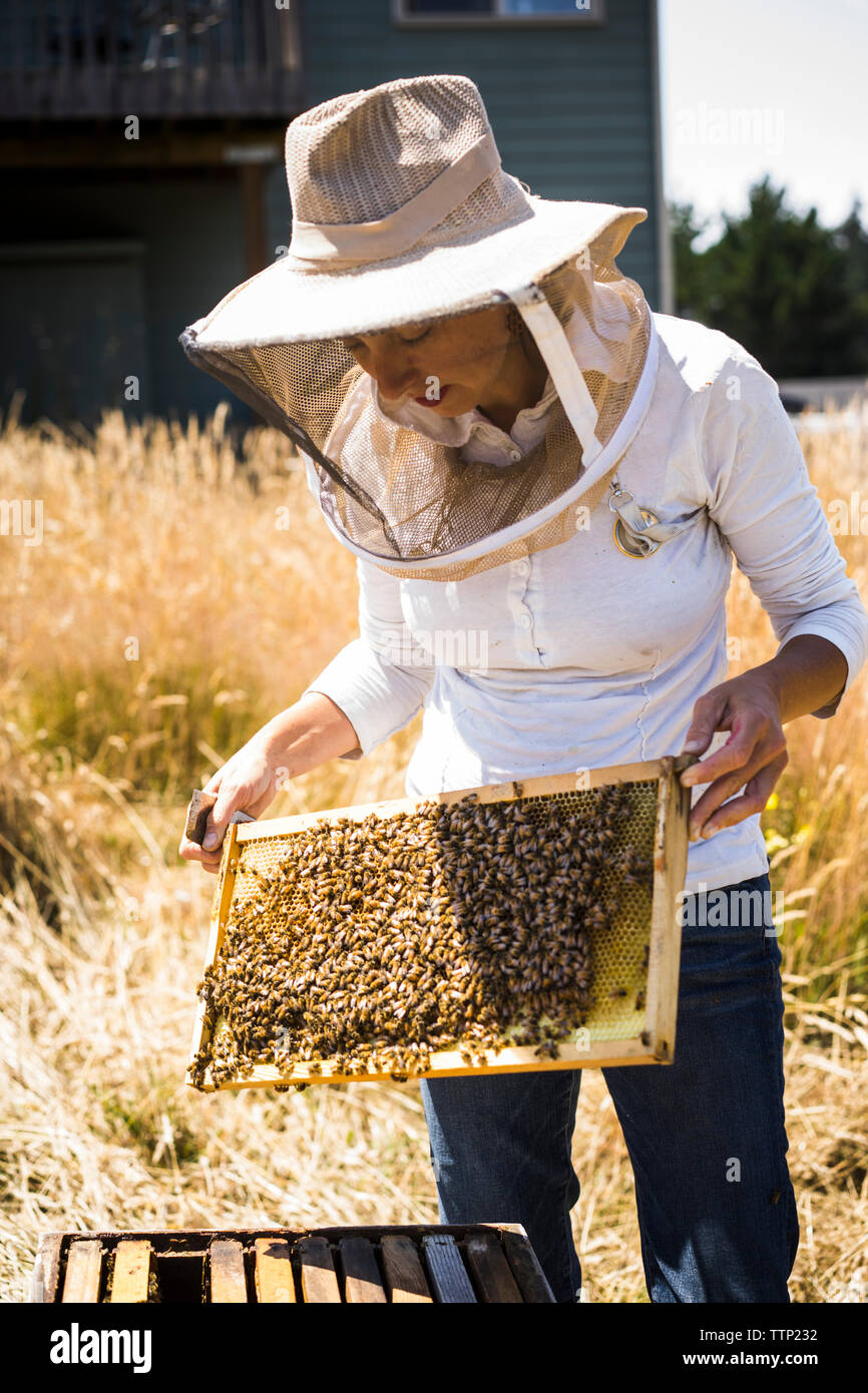 Women behind the lens: the female beekeepers who hold 'the keys to