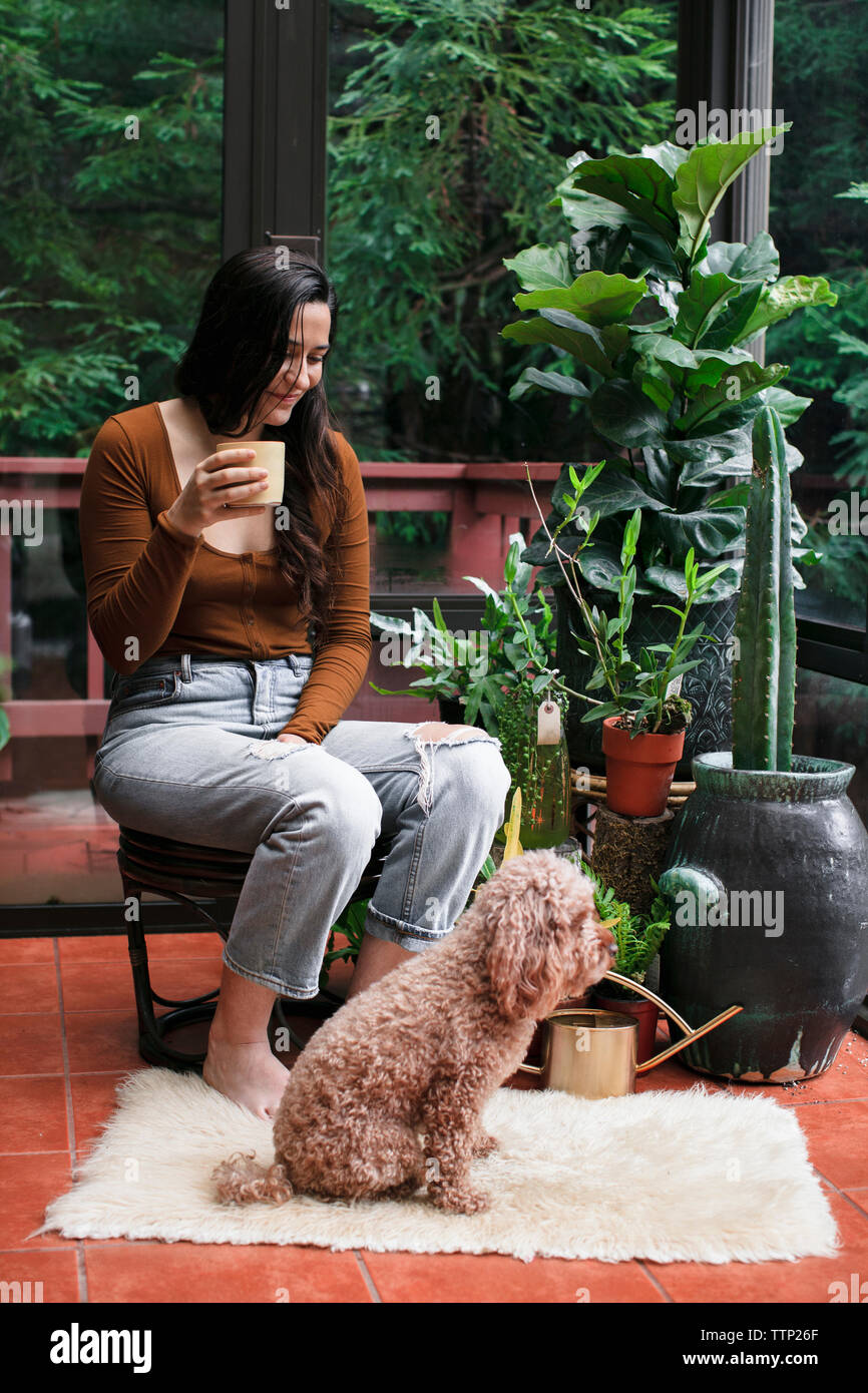 Young woman having drink while looking at poodle by potted plants on porch Stock Photo