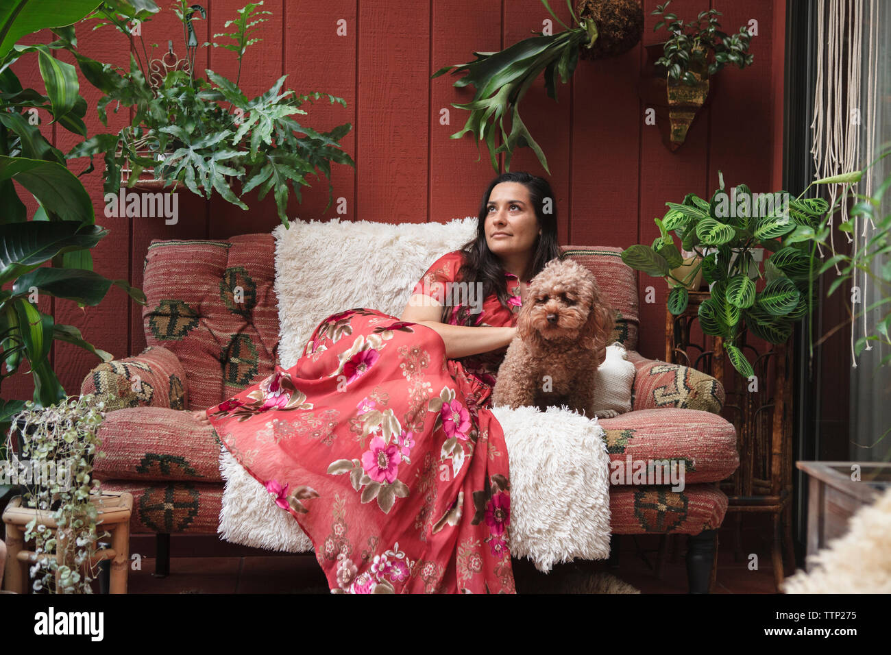 Thoughtful young woman with poodle resting on sofa amidst potted plants at porch Stock Photo