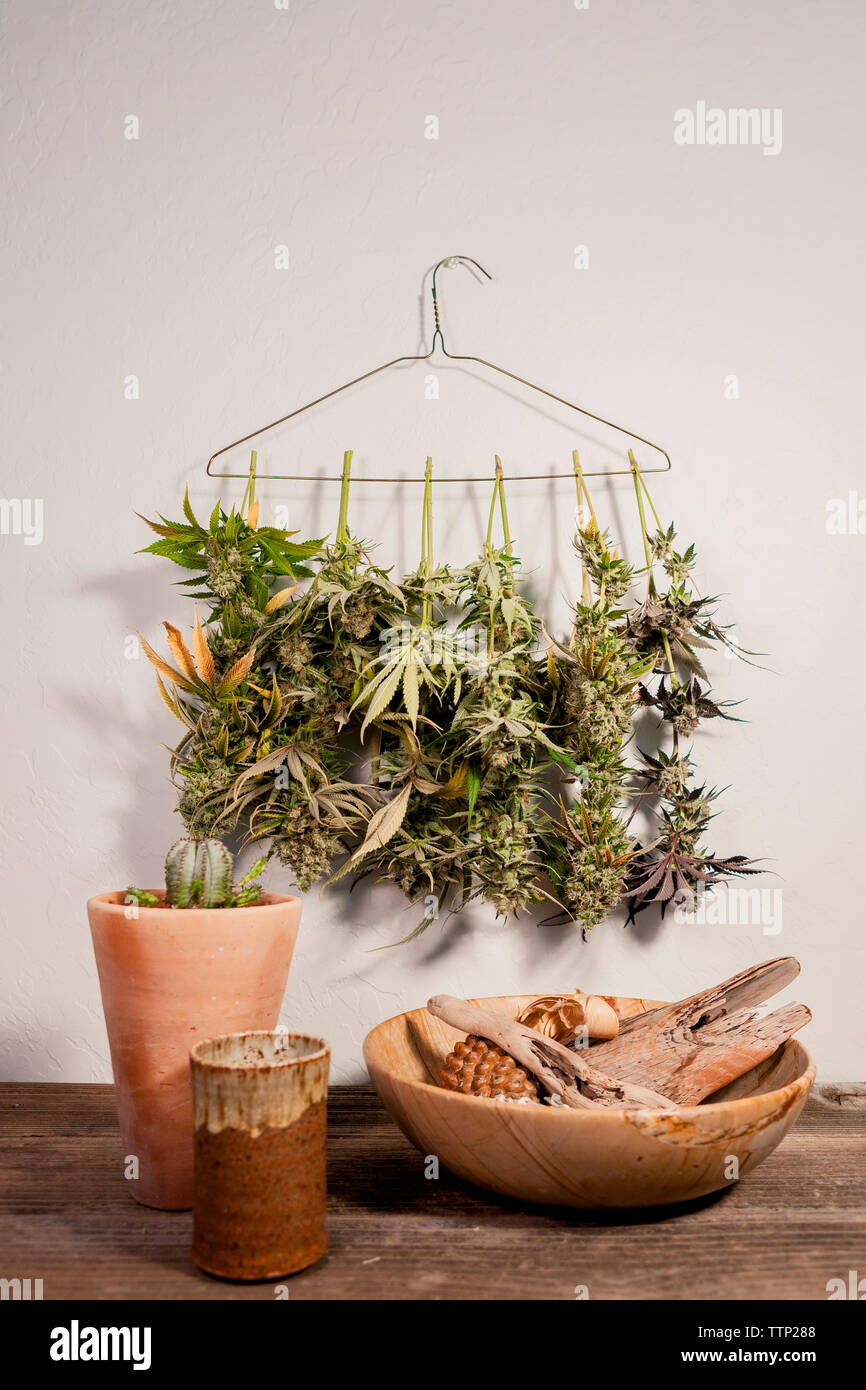 Plants against wall hires stock photography and images Alamy