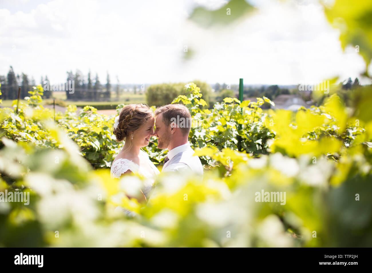 Happy newlywed couple rubbing noses amidst plants at field Stock Photo