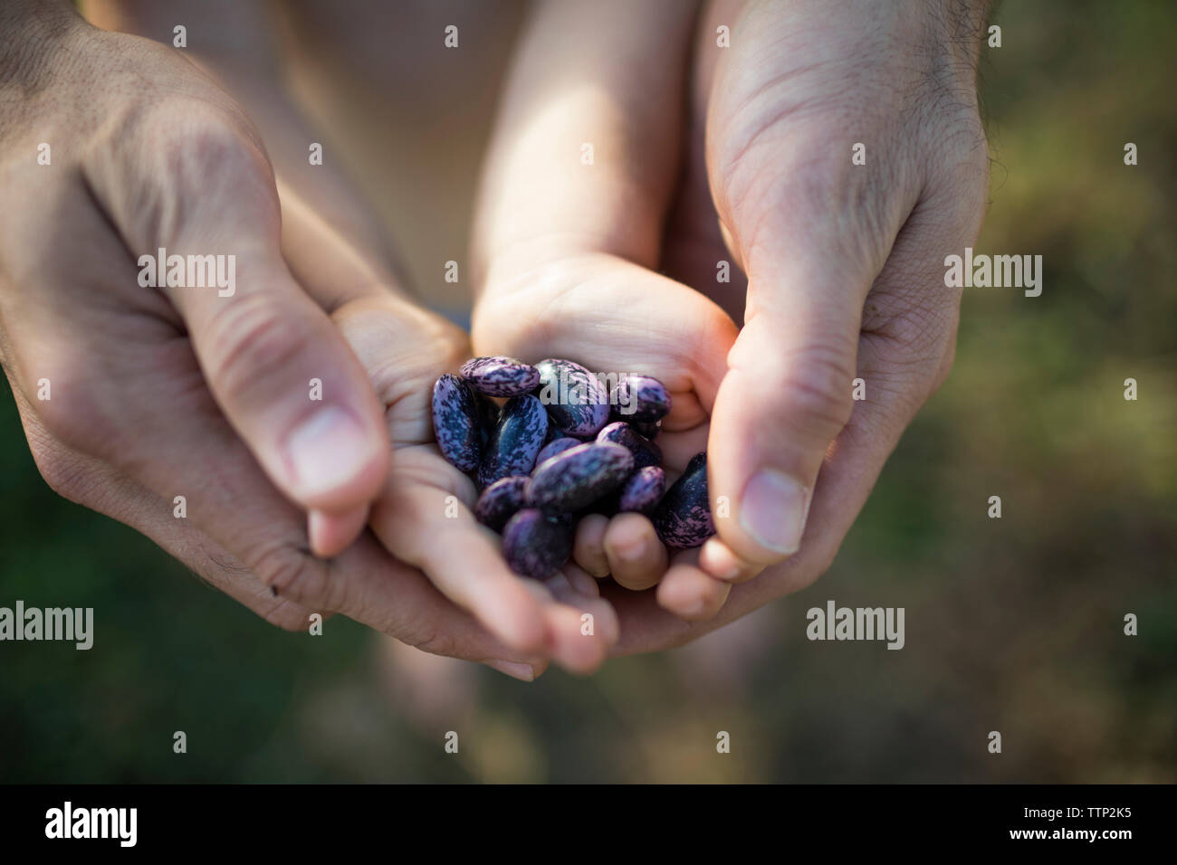 Cropped hands of father and son holding kidney beans at community garden Stock Photo