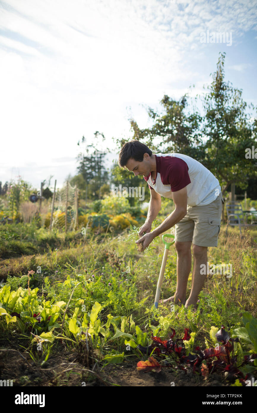 Side view of man harvesting carrot against sky at community garden Stock Photo