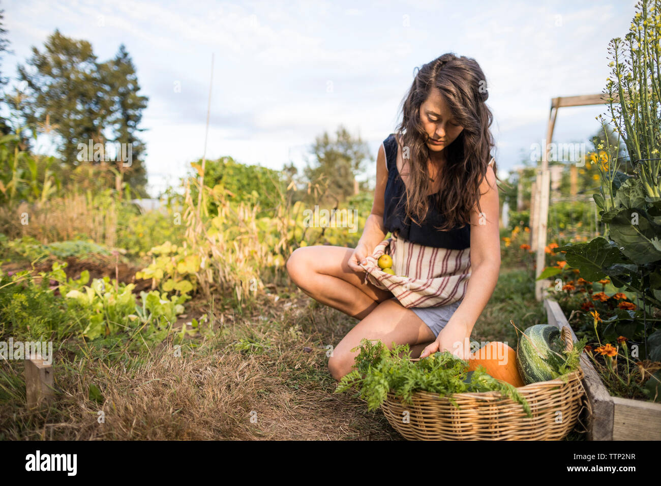 Woman carrying vegetables in textile while crouching at community garden Stock Photo