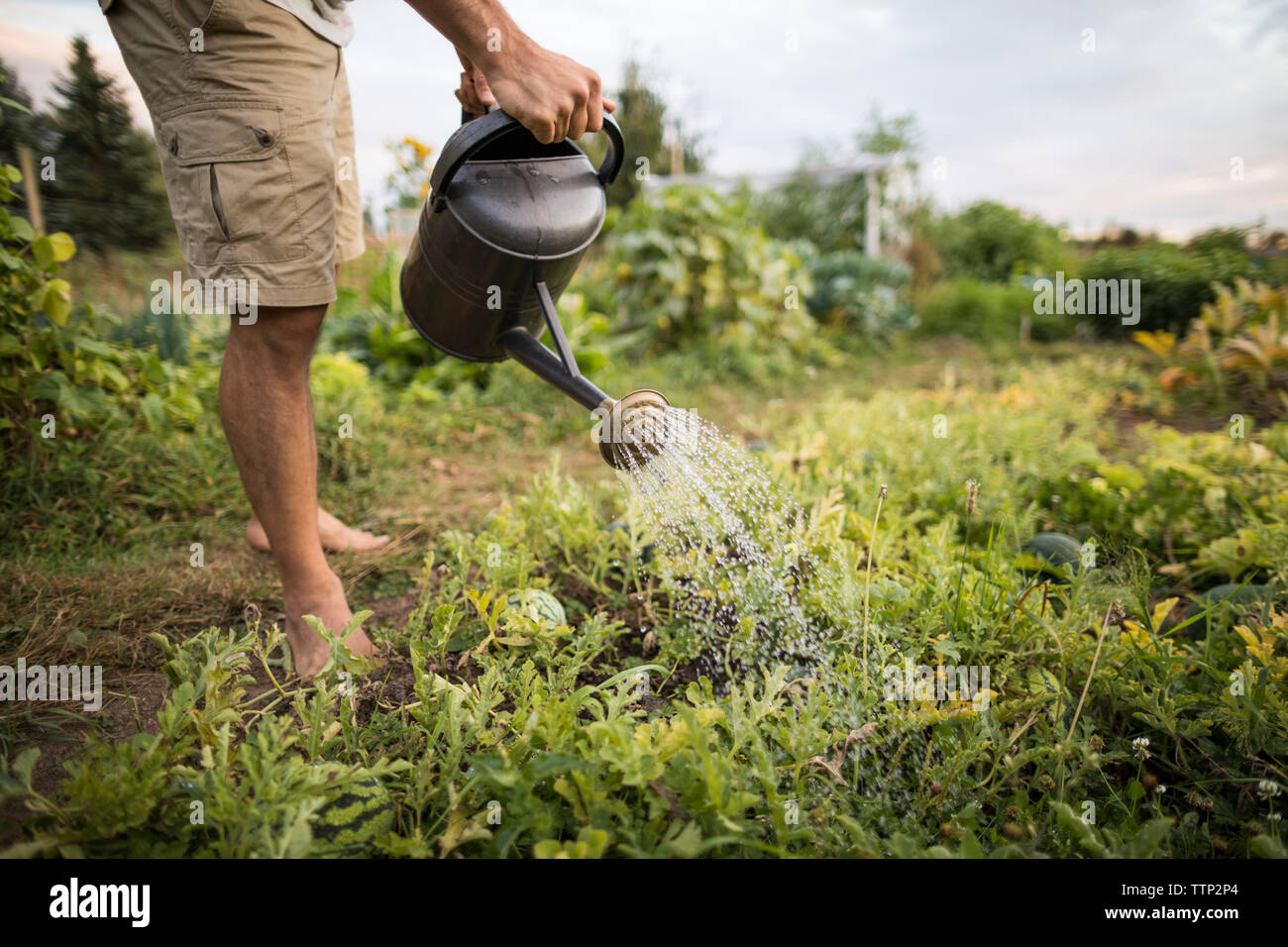 Low section of man watering plants at community garden Stock Photo
