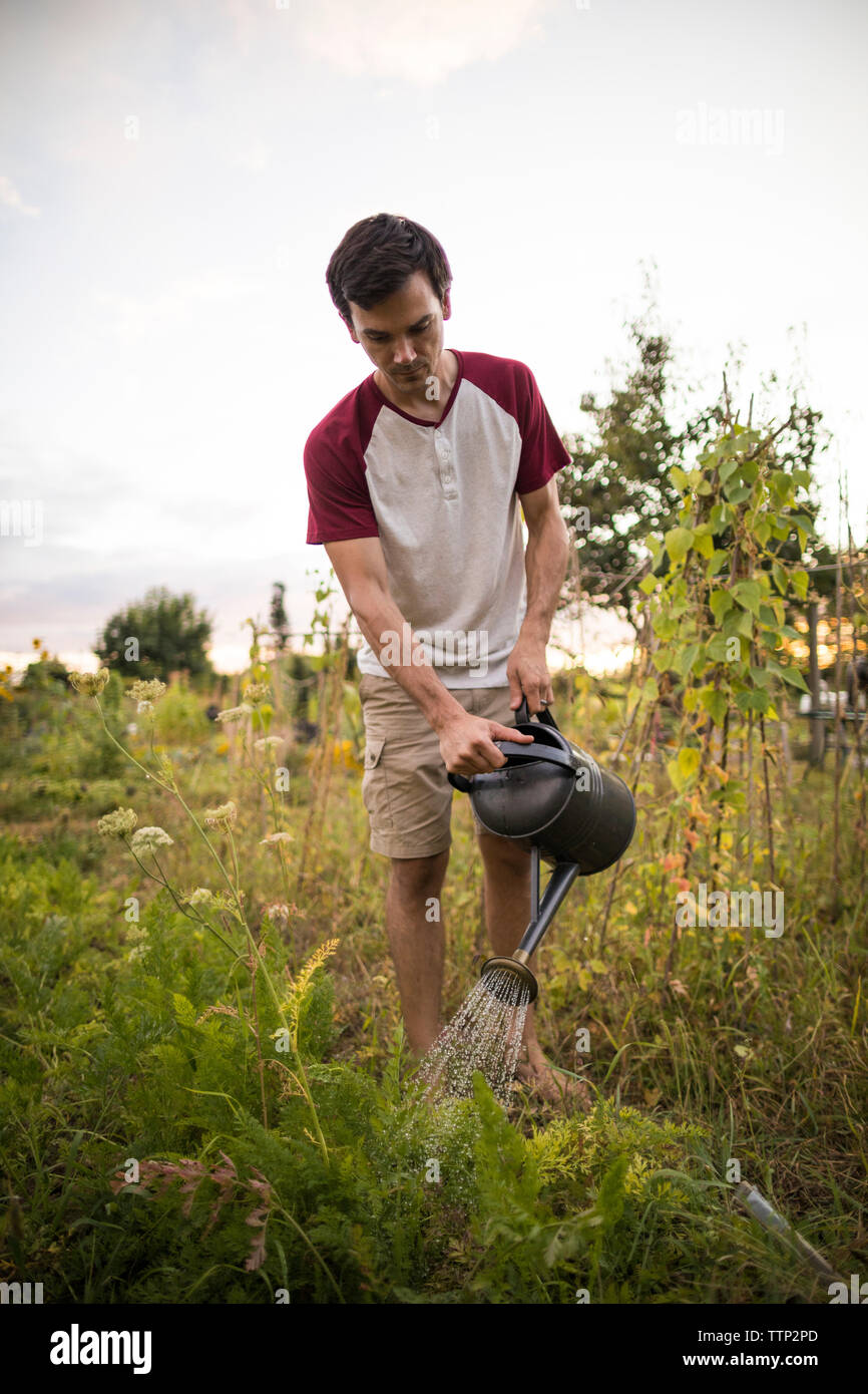 Man watering plants while standing at community garden Stock Photo