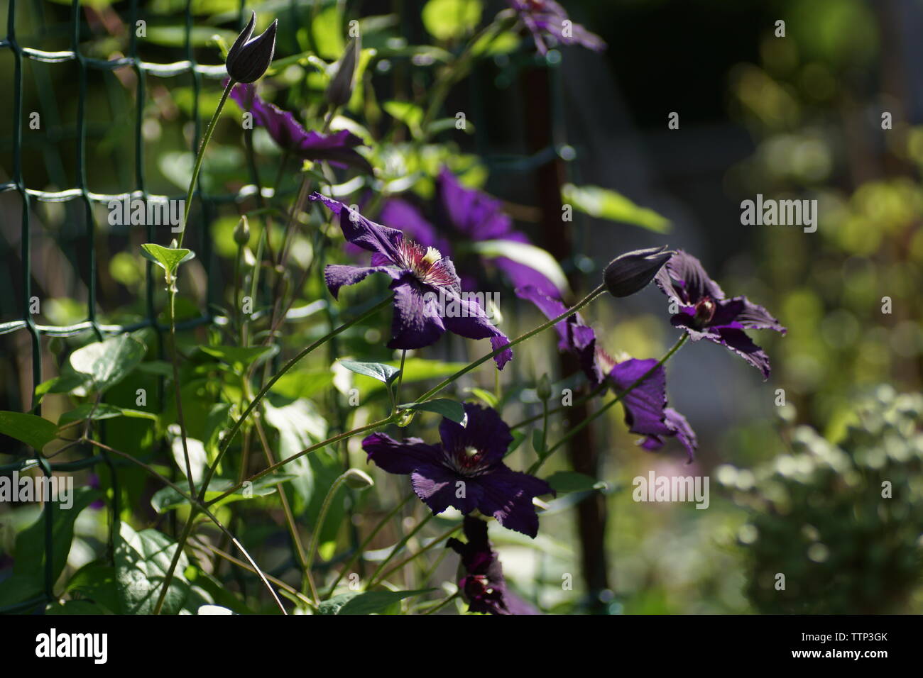 Beautiful summer flowers in a vertical garden gardening. Flower purple