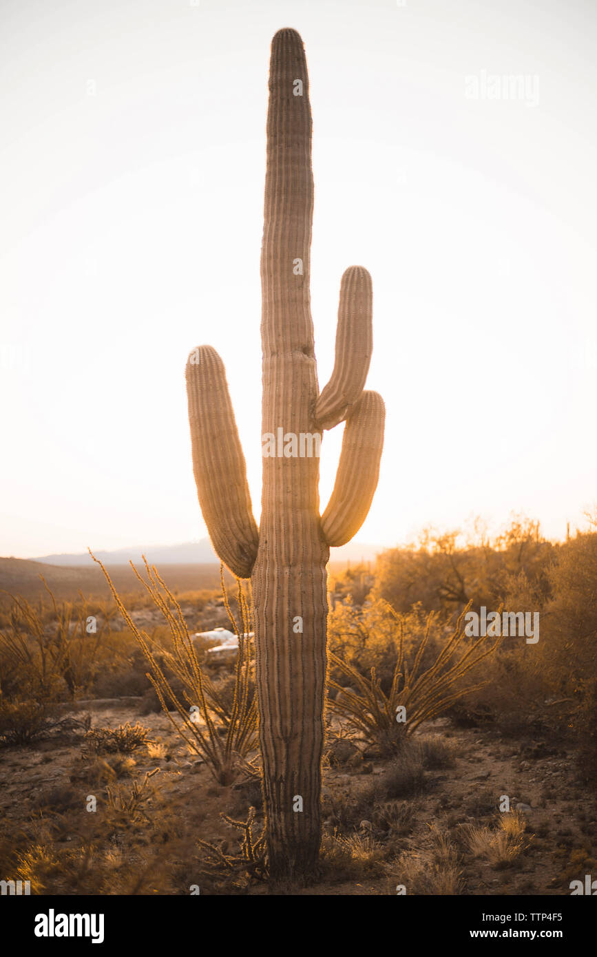 Cactus plant in desert field during sunset Stock Photo Alamy