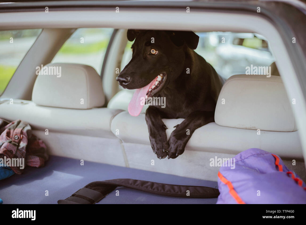 Dog sticking out tongue while rearing up on car seat Stock Photo