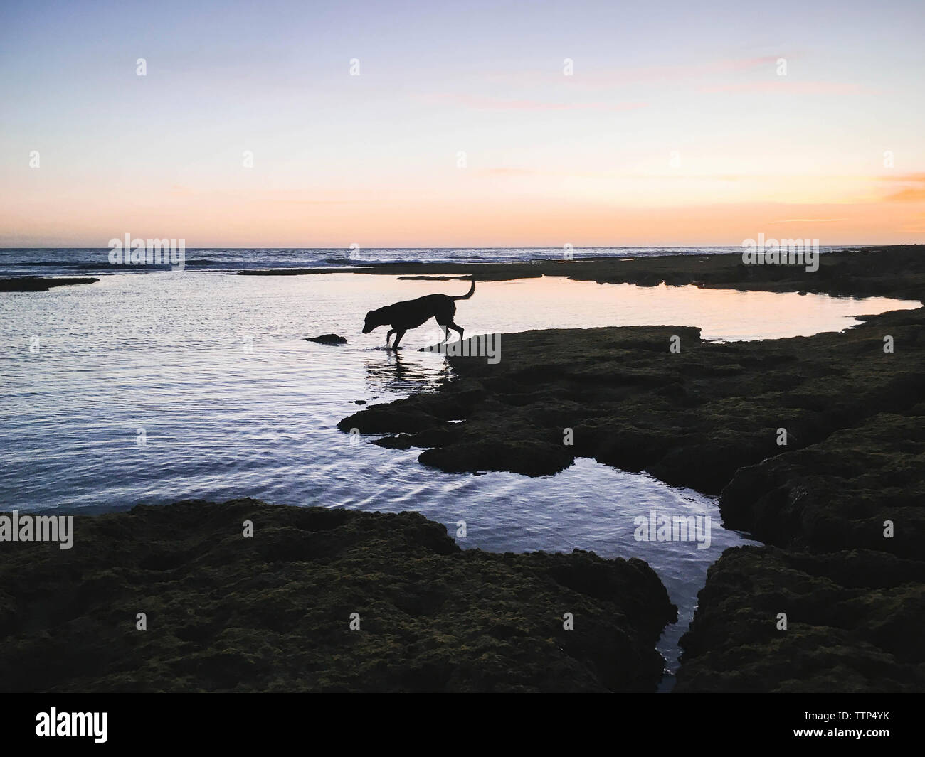 Silhouette dog standing in sea against sky during sunset Stock Photo