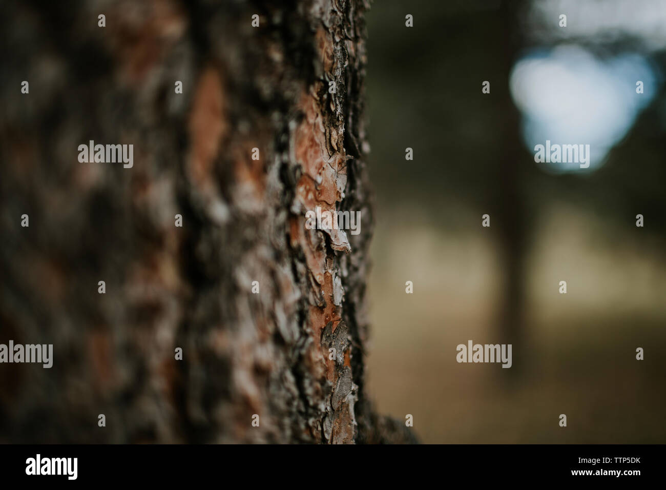Selective focus extreme close hi-res stock photography and images - Alamy