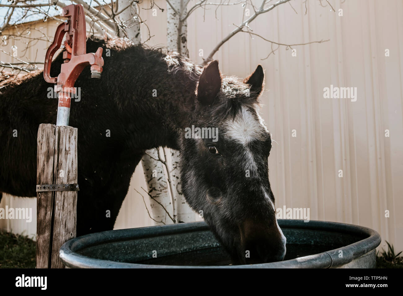 Horse drinking water hires stock photography and images Alamy