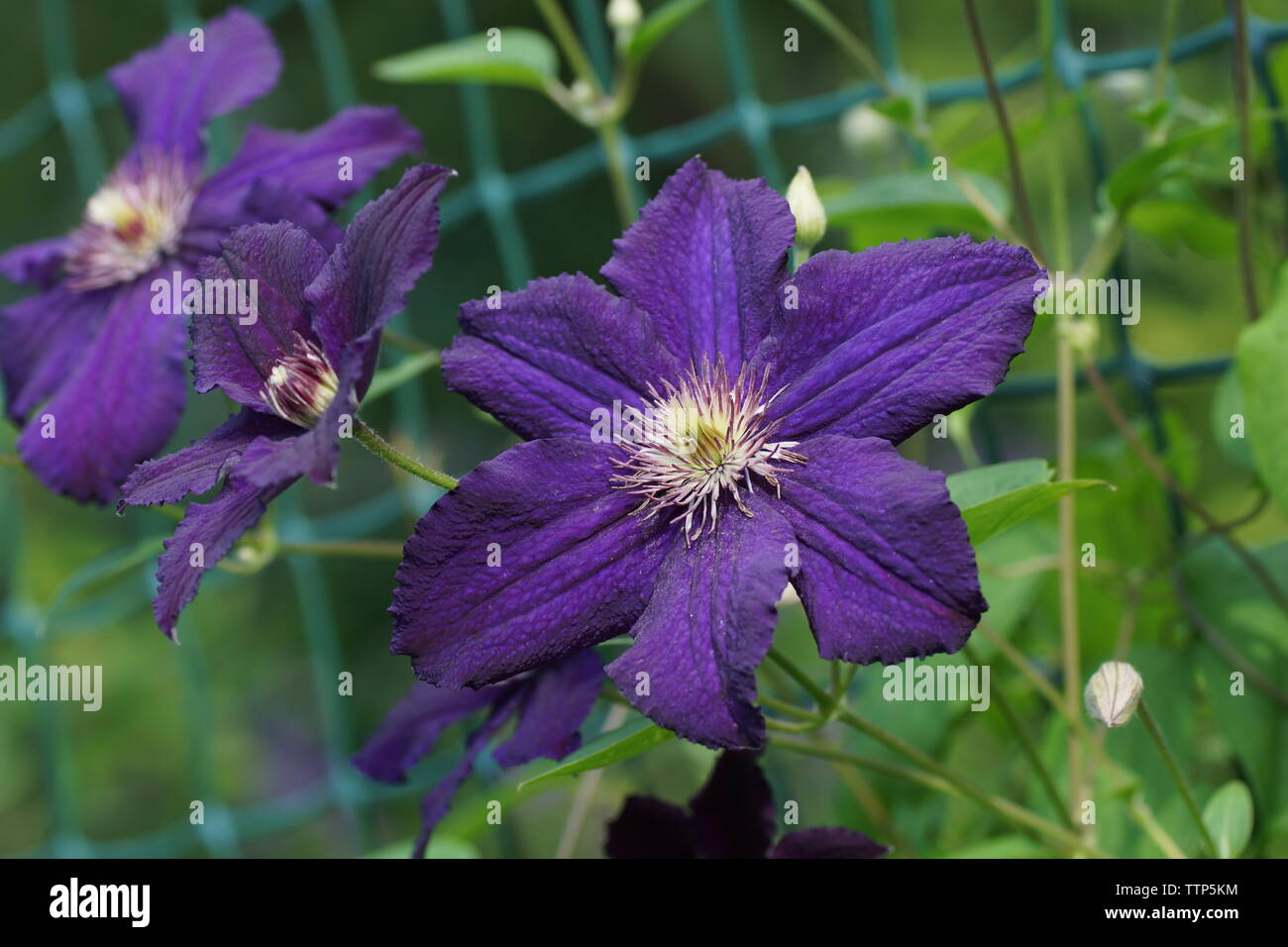 Beautiful summer flowers in a vertical garden gardening. Flower purple