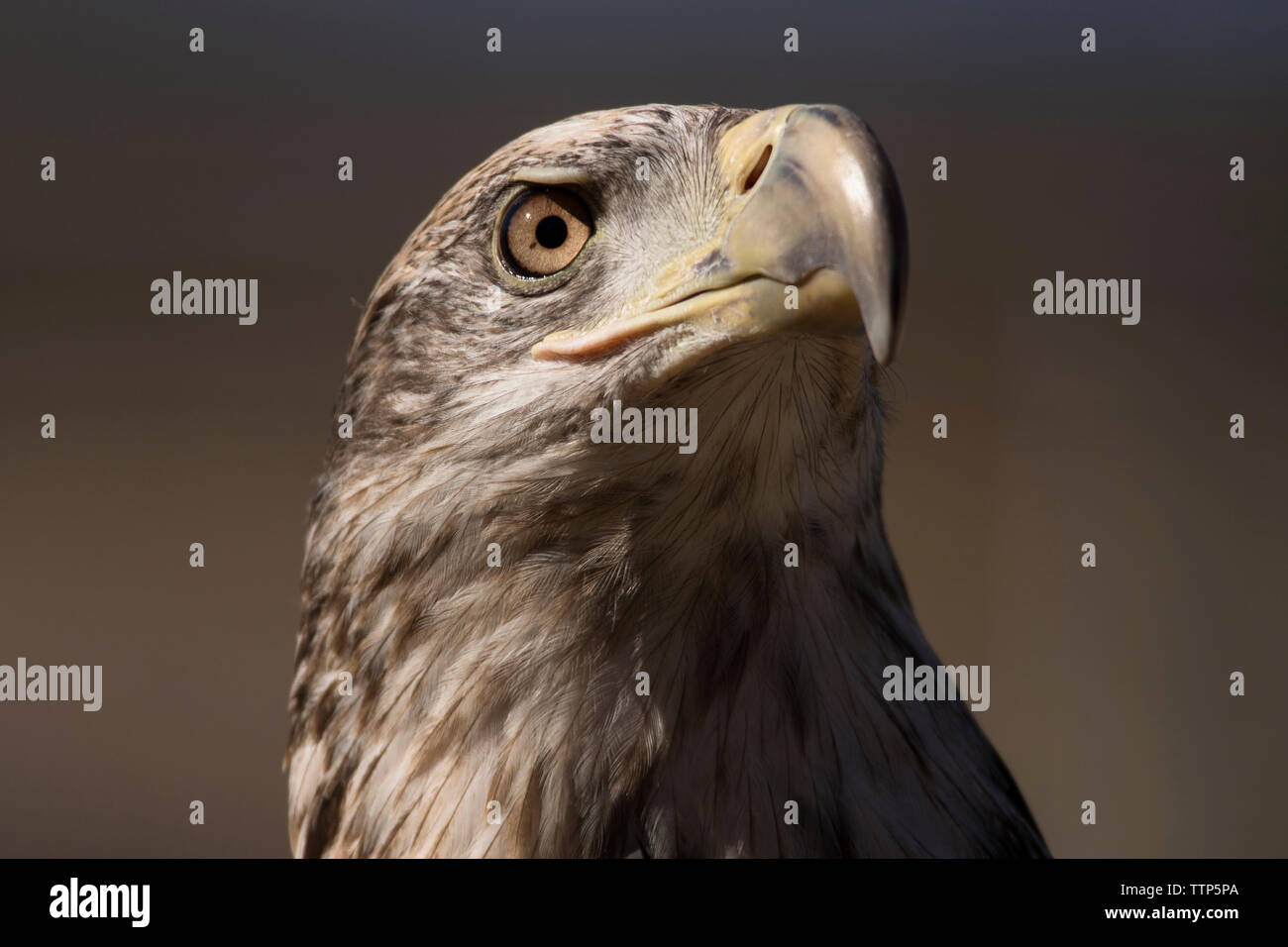 Eagle eye close up hi-res stock photography and images - Alamy