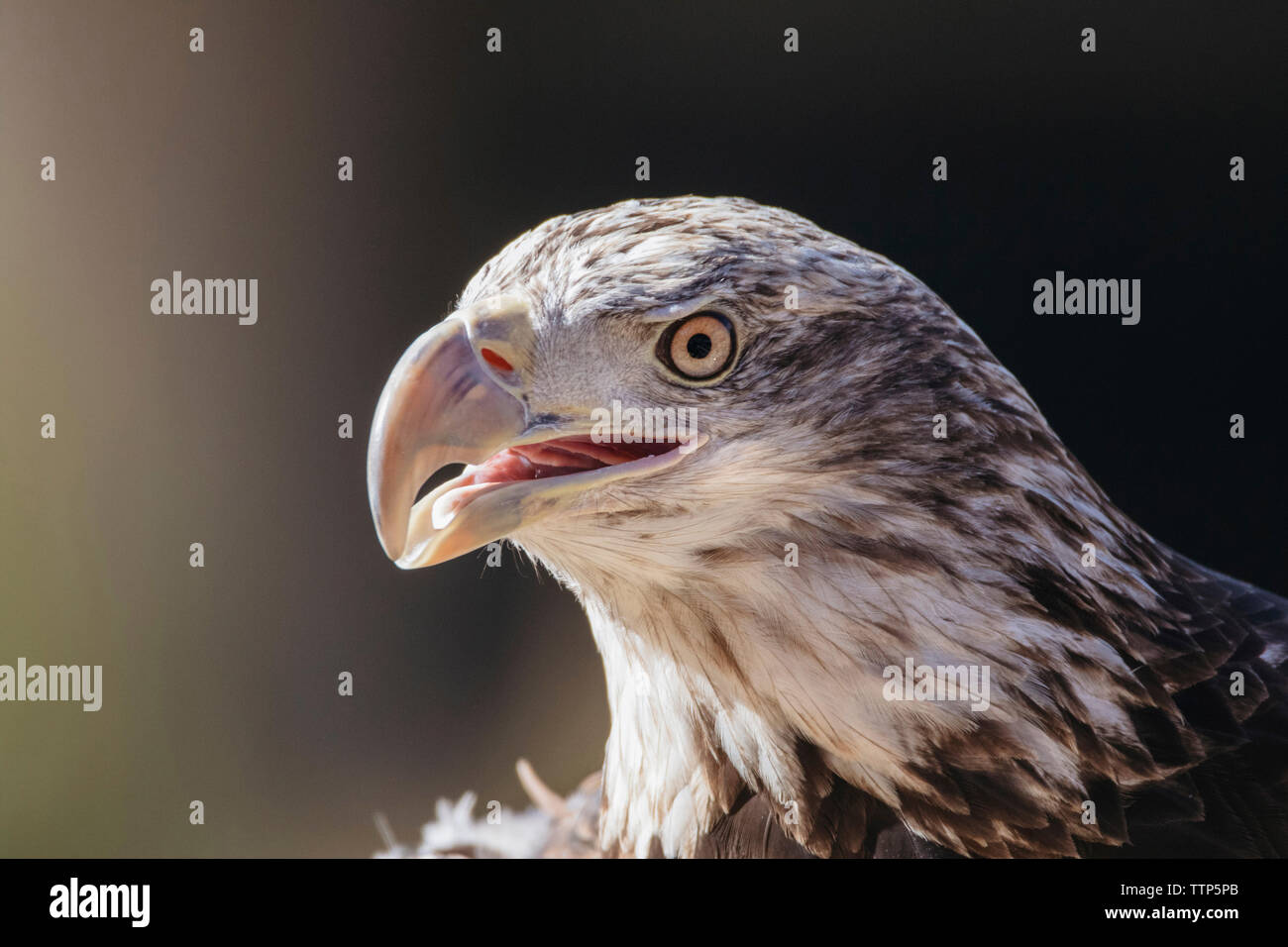 Eagle eye close up hi-res stock photography and images - Alamy