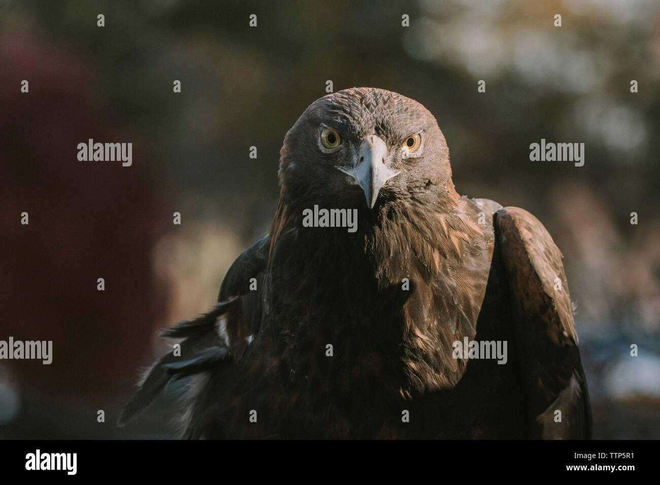 Close-up portrait of kite bird Stock Photo
