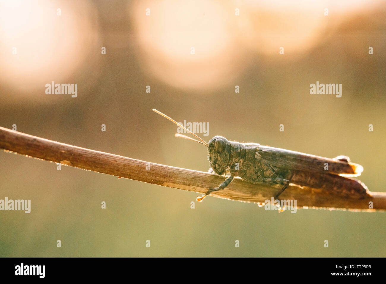 Side view of grasshopper on twig Stock Photo