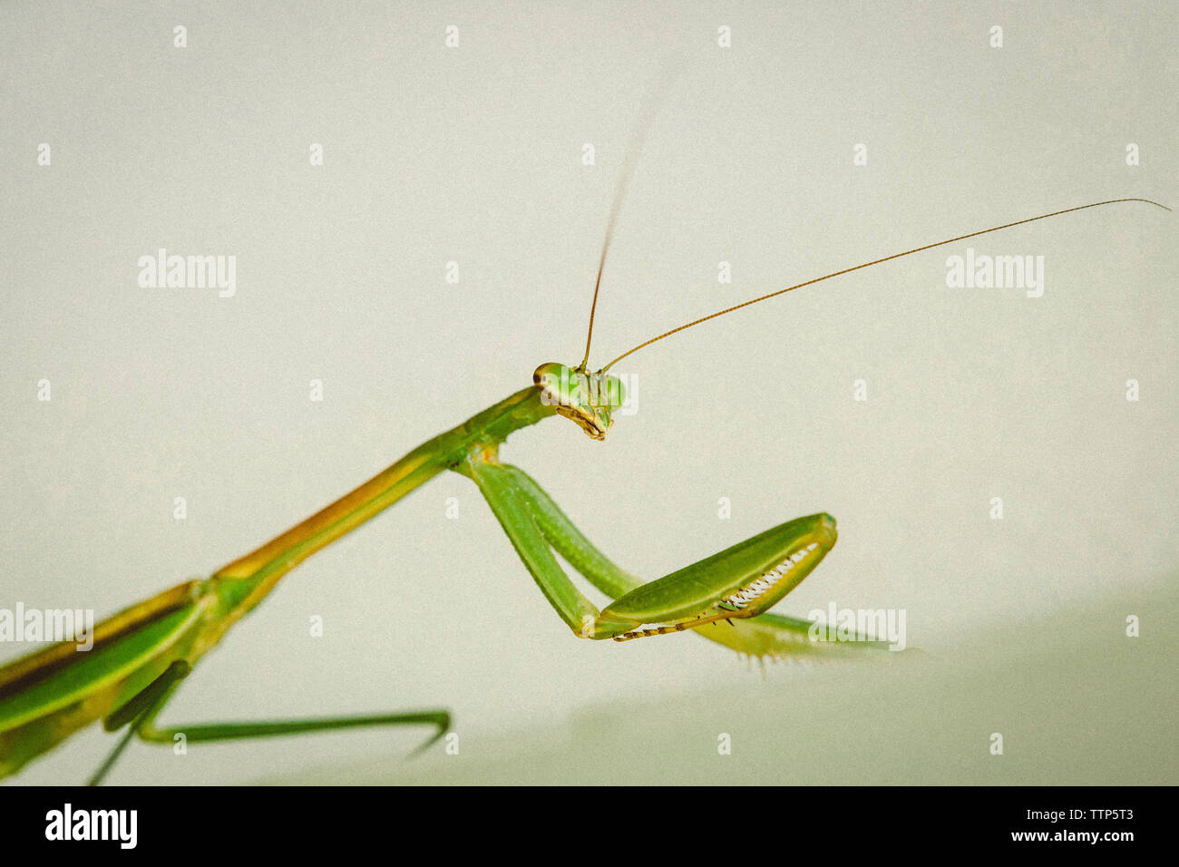 Close-up of grasshopper on white background Stock Photo