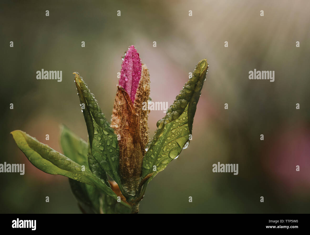 Close-up of wet leaves growing on plant during rainy season Stock Photo