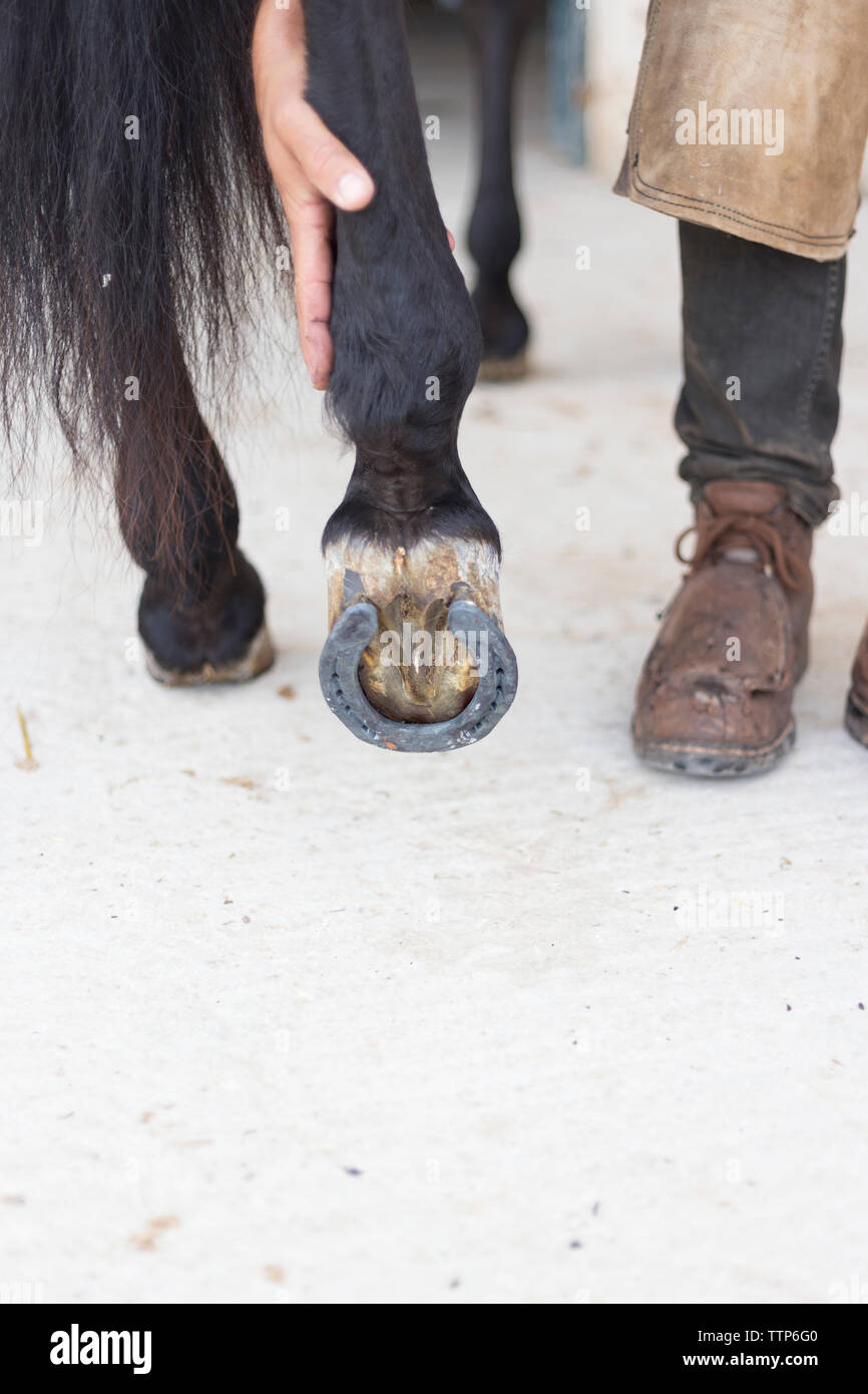 Close up farrier holding a horses hoof Stock Photo