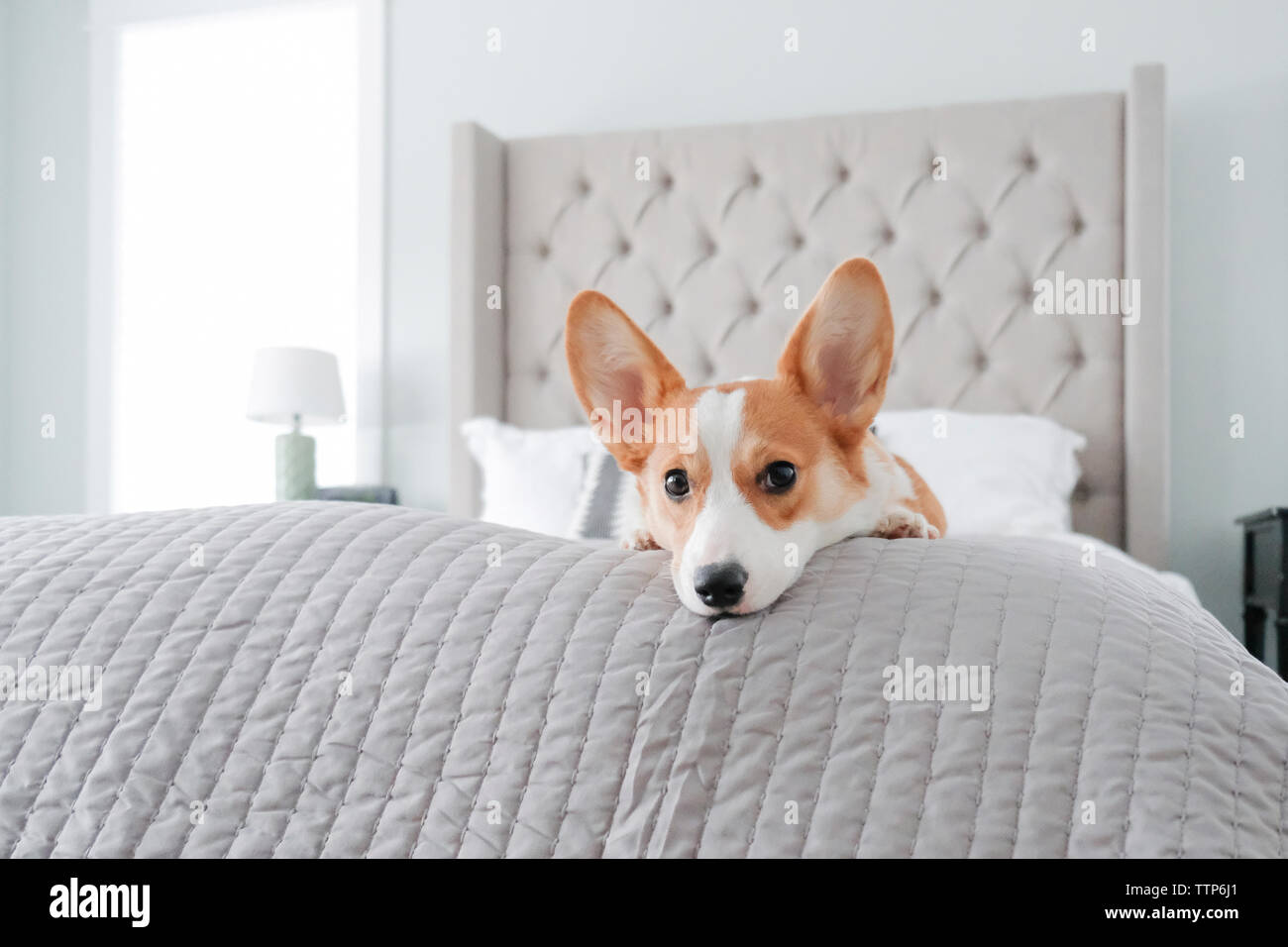 Welsh blanket hires stock photography and images Alamy