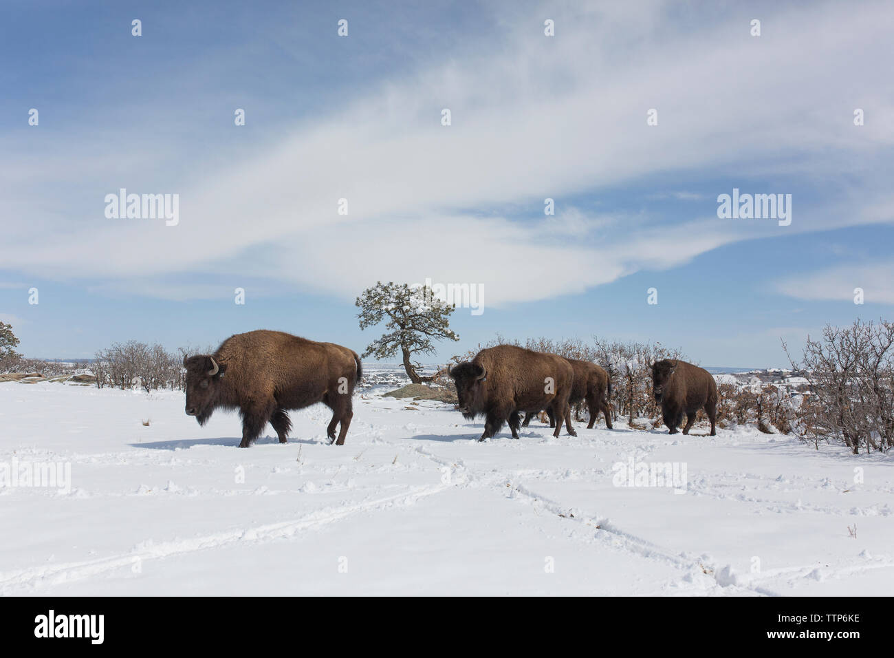 American bison walking on snow covered field against sky Stock Photo ...