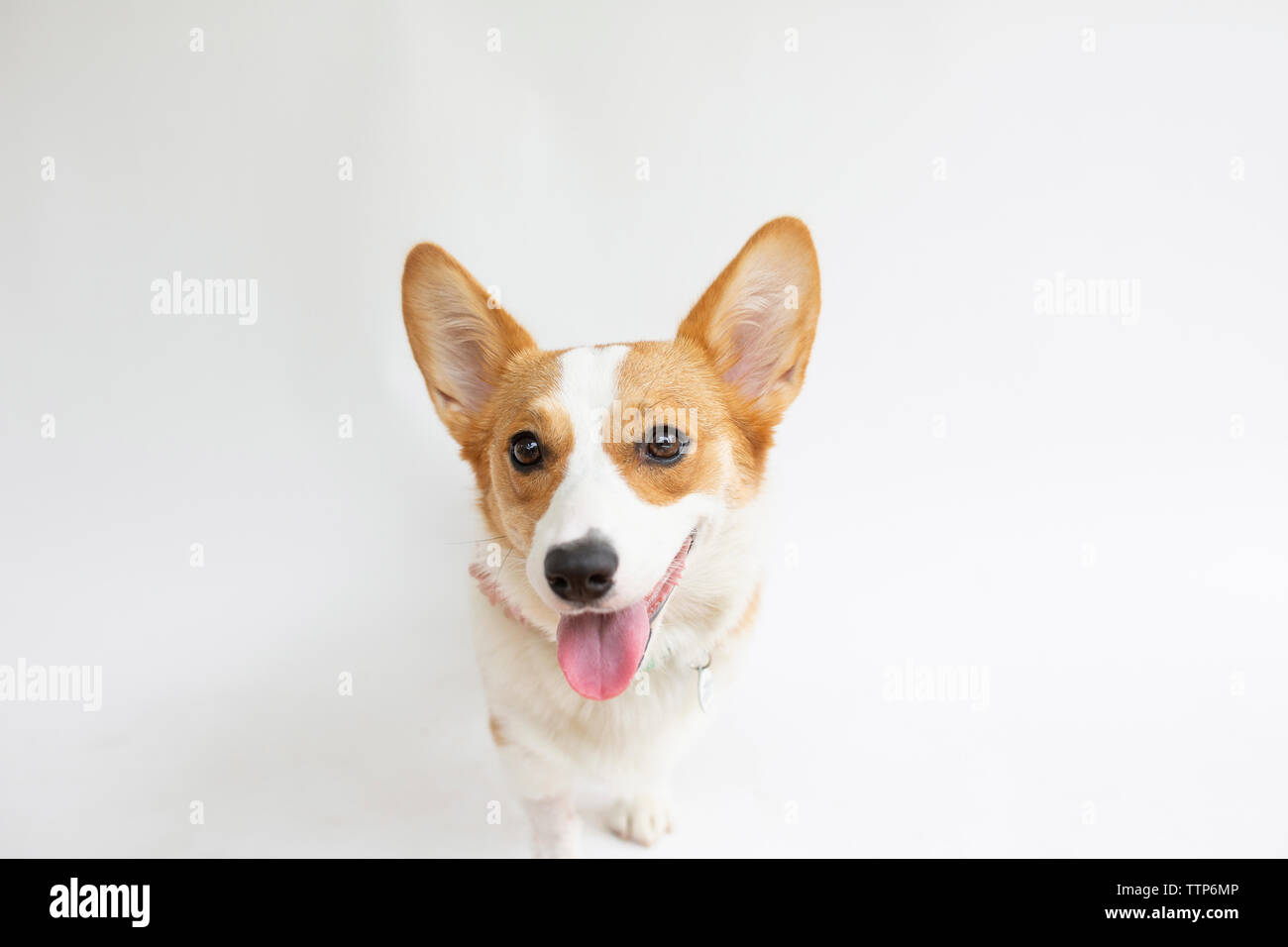 Close-up portrait of corgi sticking out tongue while standing against white background Stock Photo