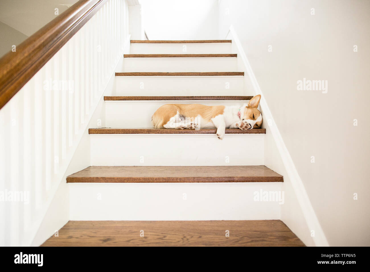 Sleeping dog lying down hires stock photography and images Alamy