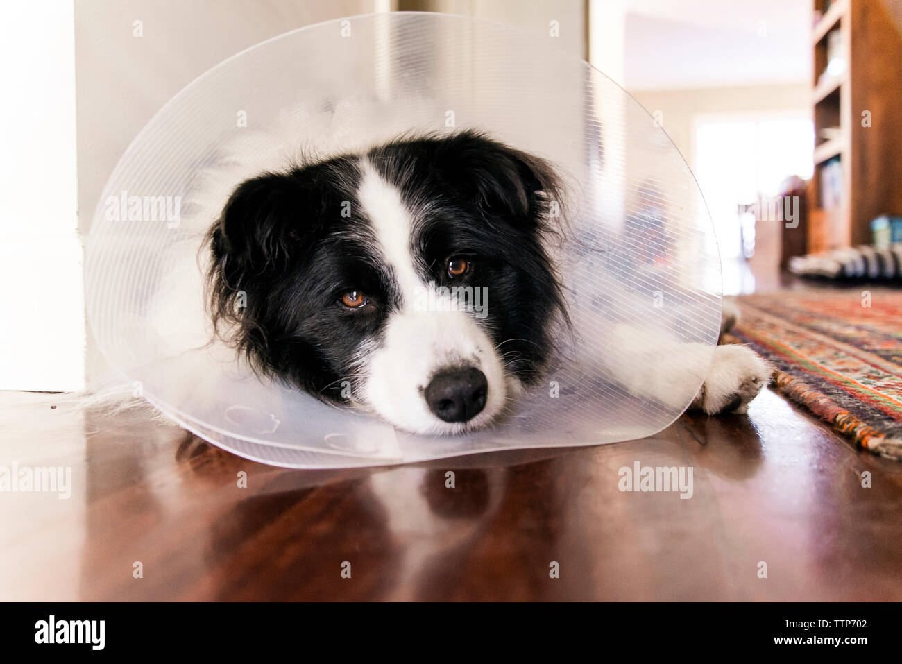 Portrait of Border Collie wearing cone collar while relaxing on floor at home Stock Photo