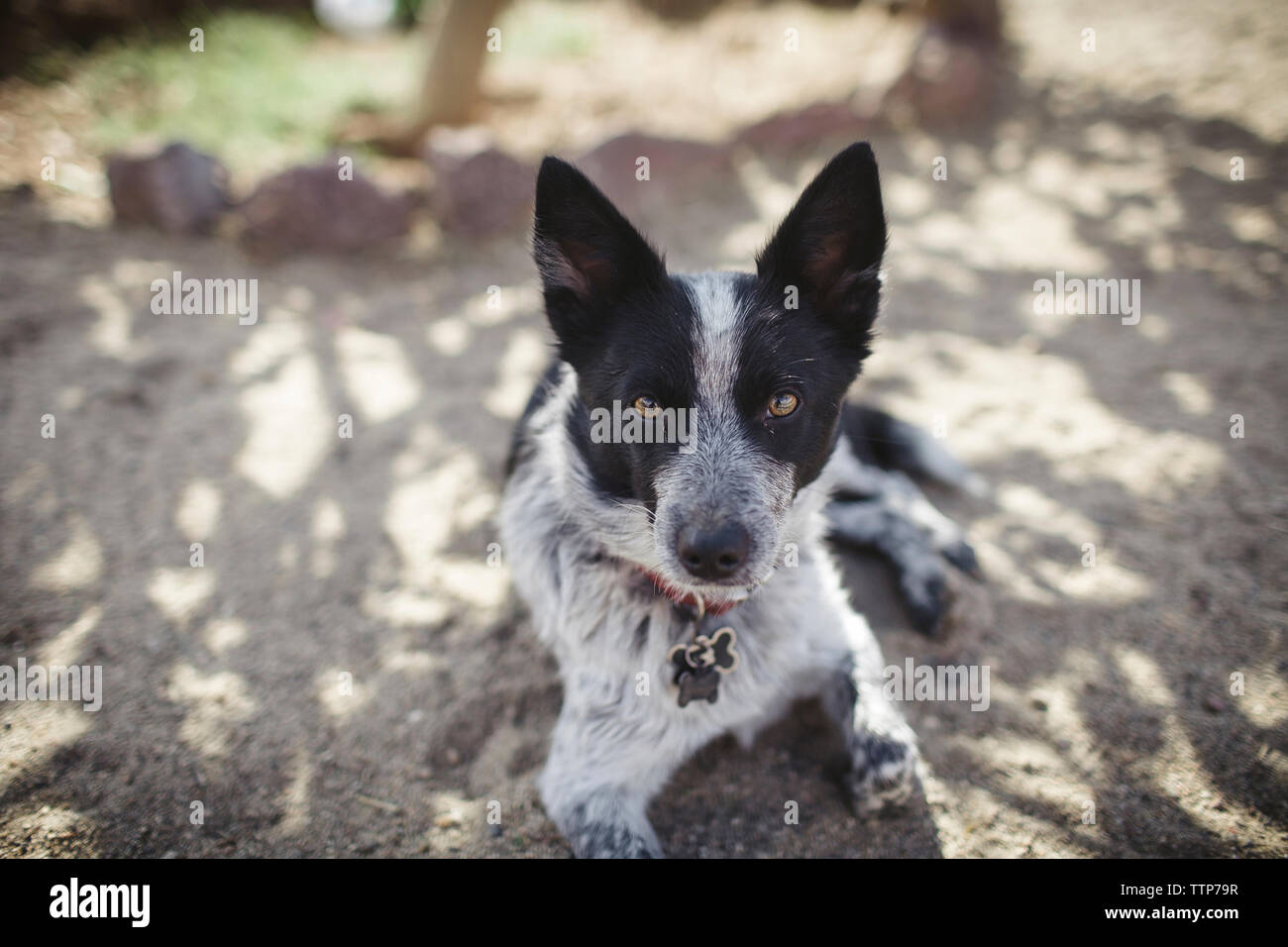 High angle portrait of dog sitting on field Stock Photo - Alamy