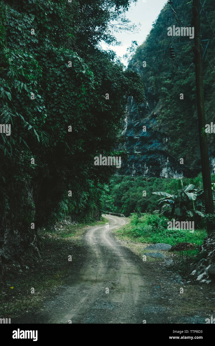 Dirt road amidst trees in forest Stock Photo - Alamy