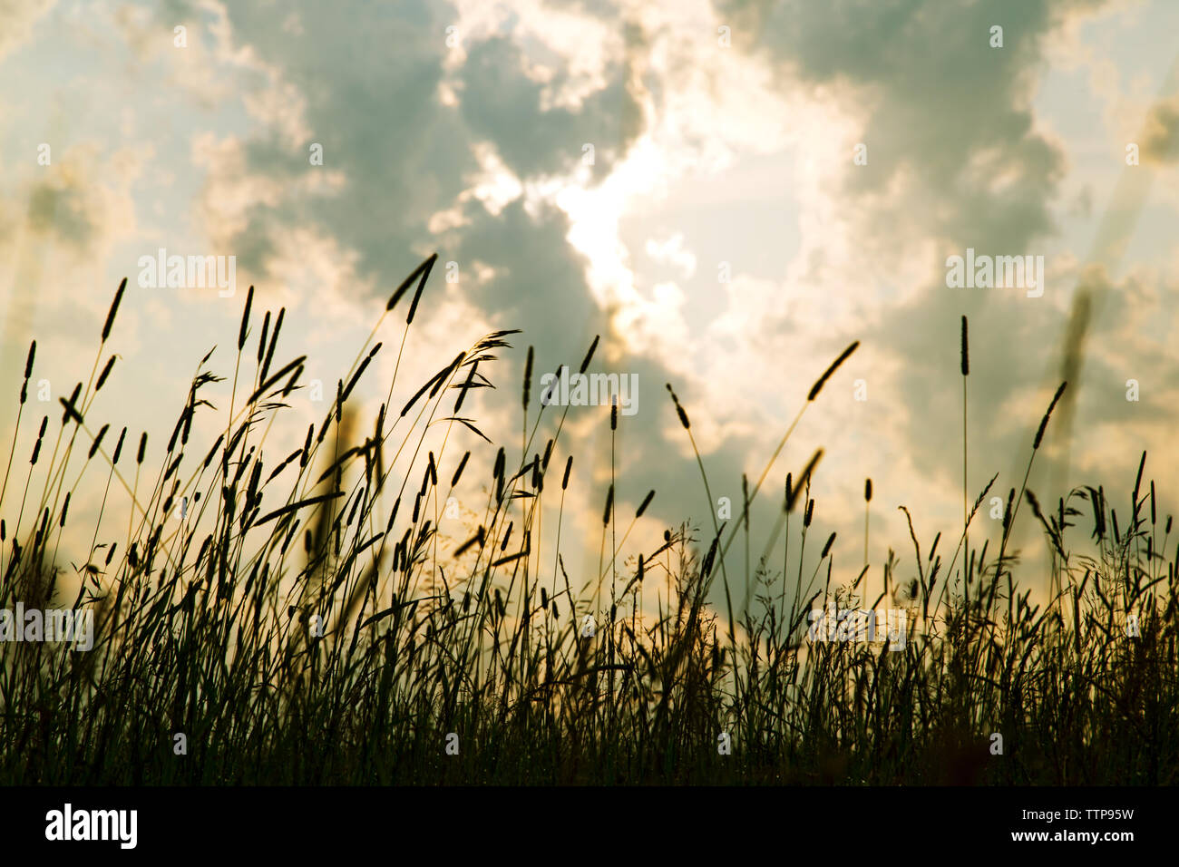 Low angle view of silhouette grass against cloudy sky during sunset Stock Photo