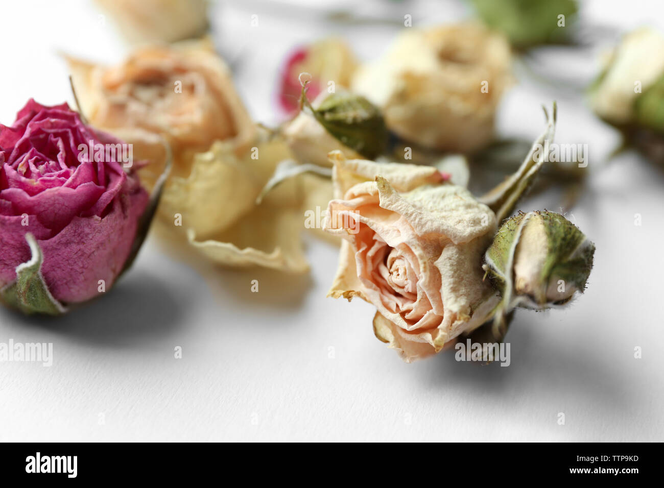 Dried rose buds on white background Stock Photo - Alamy
