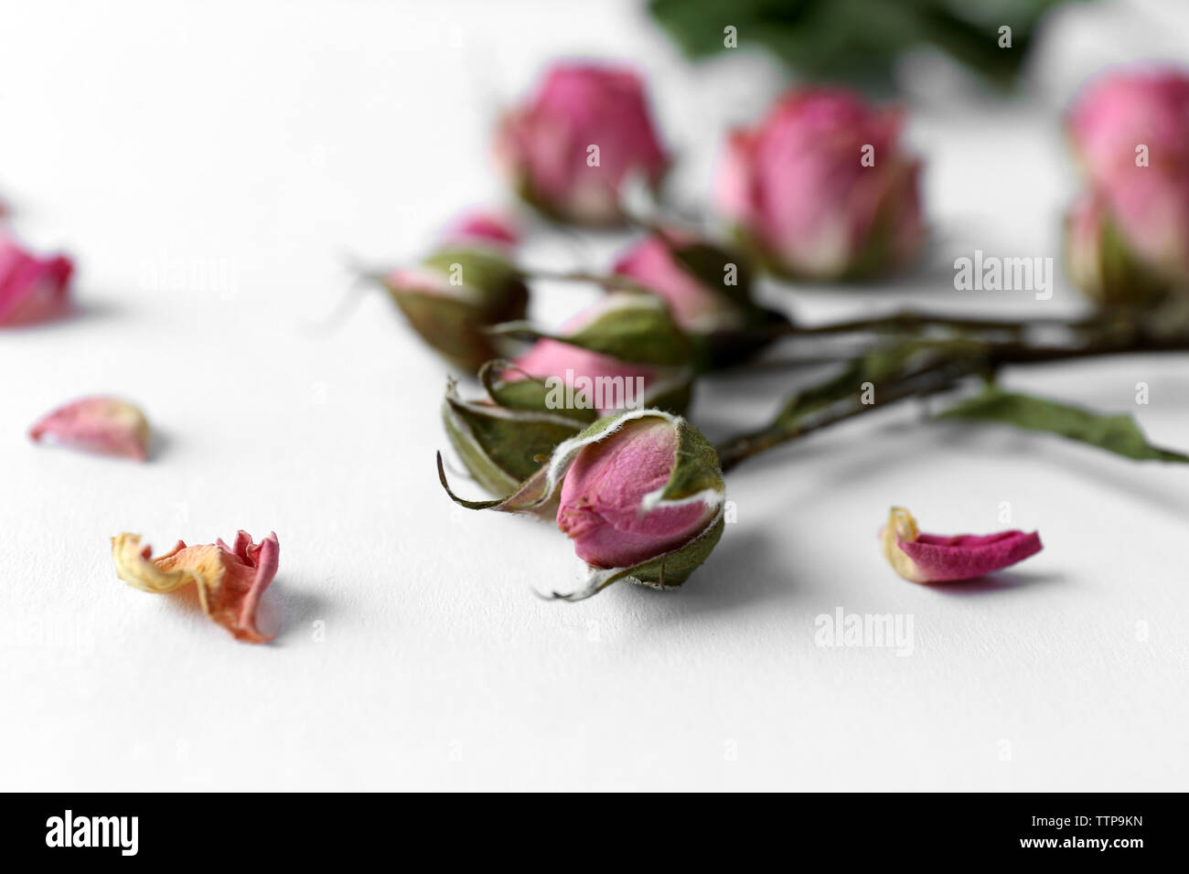 Dried rose buds on white background Stock Photo - Alamy