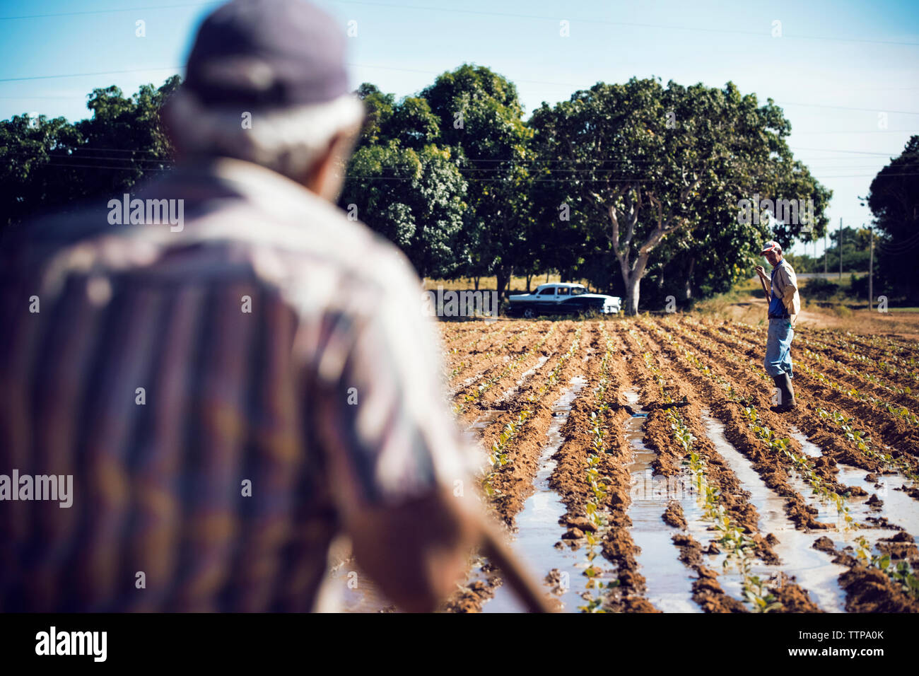 Rear view of farmer looking at coworker standing on field in farm Stock ...