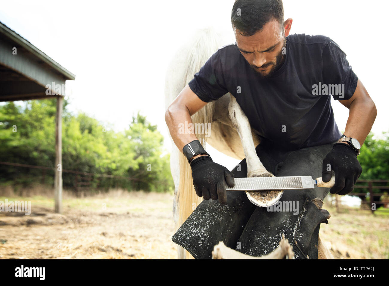 Farrier working on horse hires stock photography and images Alamy