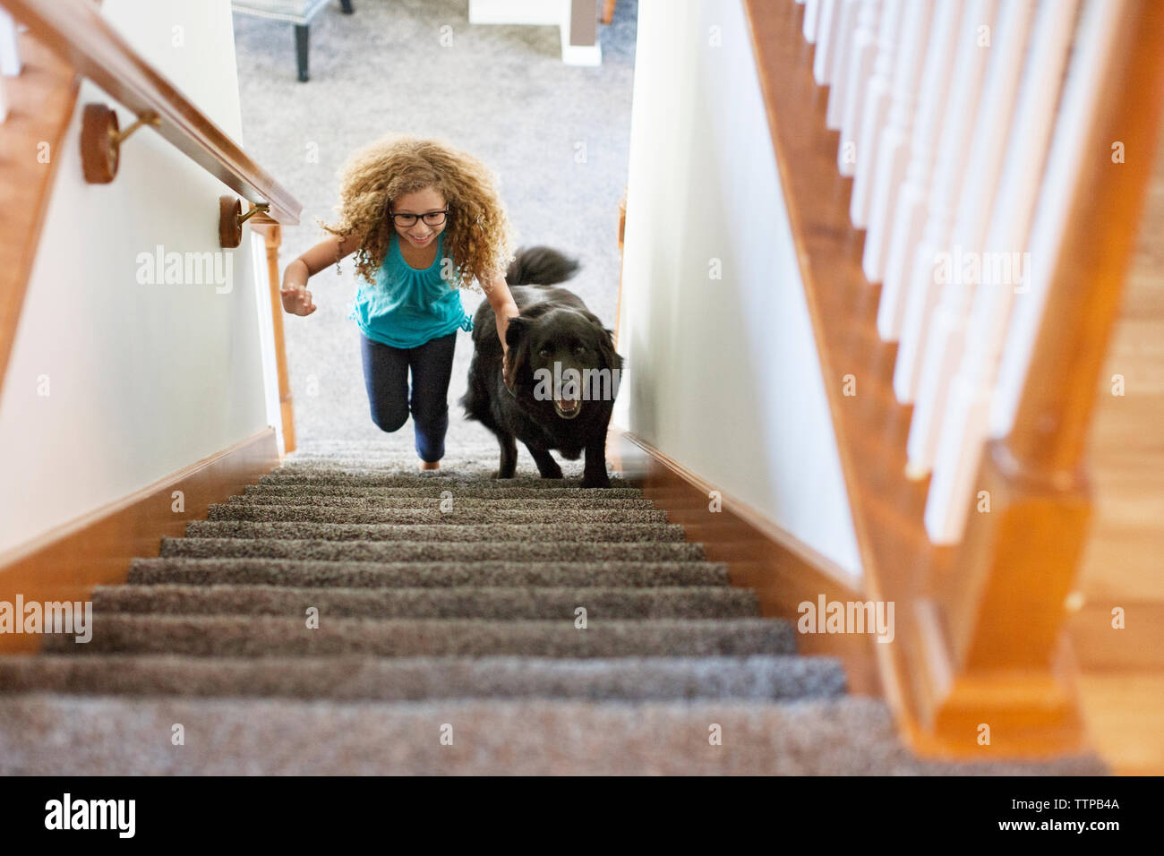 Dog climbing hires stock photography and images Alamy