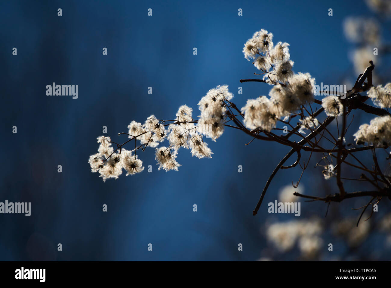 Close up flowers stems hi-res stock photography and images - Alamy