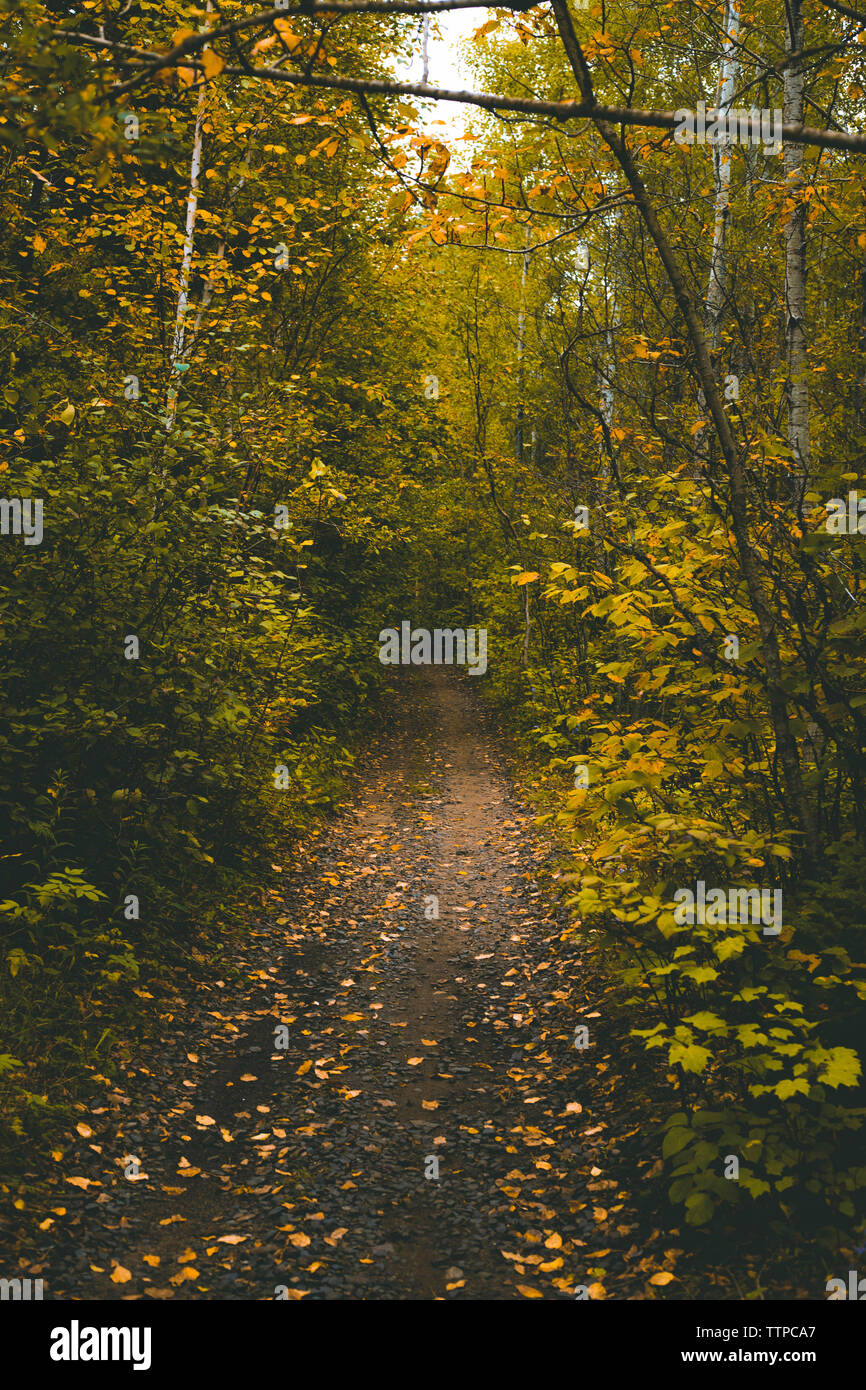 Dirt road amidst trees growing in forest Stock Photo - Alamy