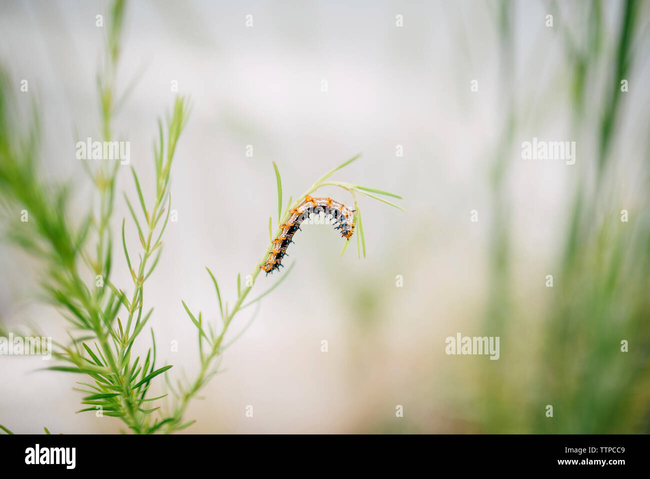 Caterpillar crawling on plant stem Stock Photo